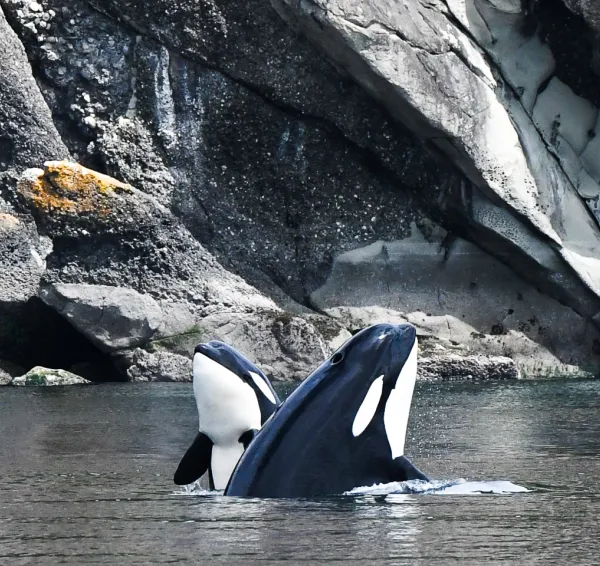 Best Steveston Whale Watching Tours in 2024 - Vancouver Planner