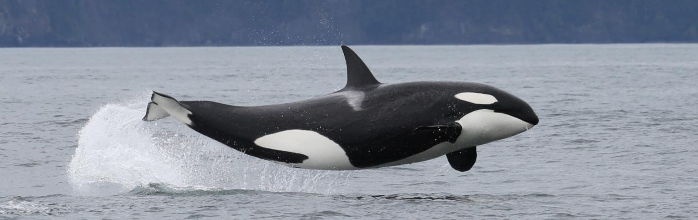 orca whale jumping
