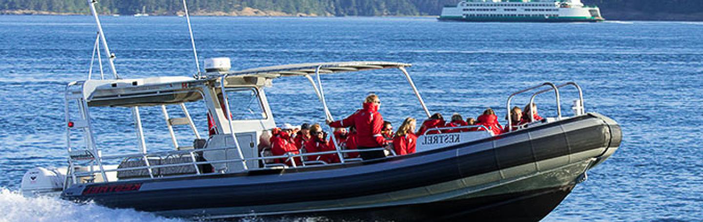 Adventure Whale Watch from Friday Harbor