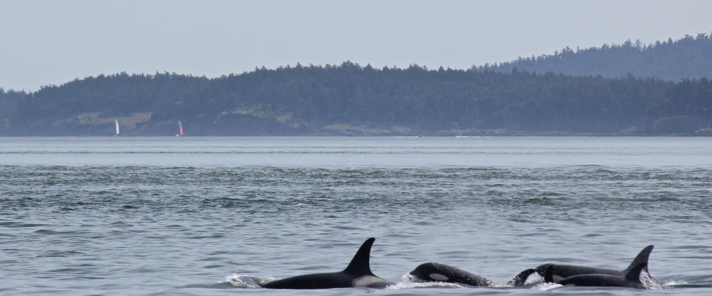 Bigg's Killer Whales Near Waldron Island Bigg's Killer Whales Near Waldron Island
