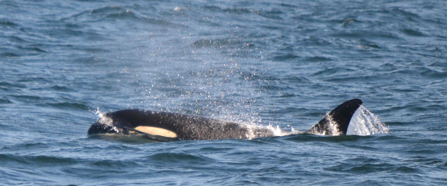 A female orca, a member of J Pod (J35 Talequah), near San Juan Island Orca J35 Talequah surfacing