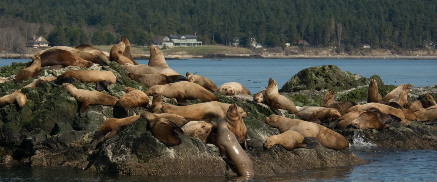 Sea Lions on Rocks Northern sea lions spotted near San Juan Island