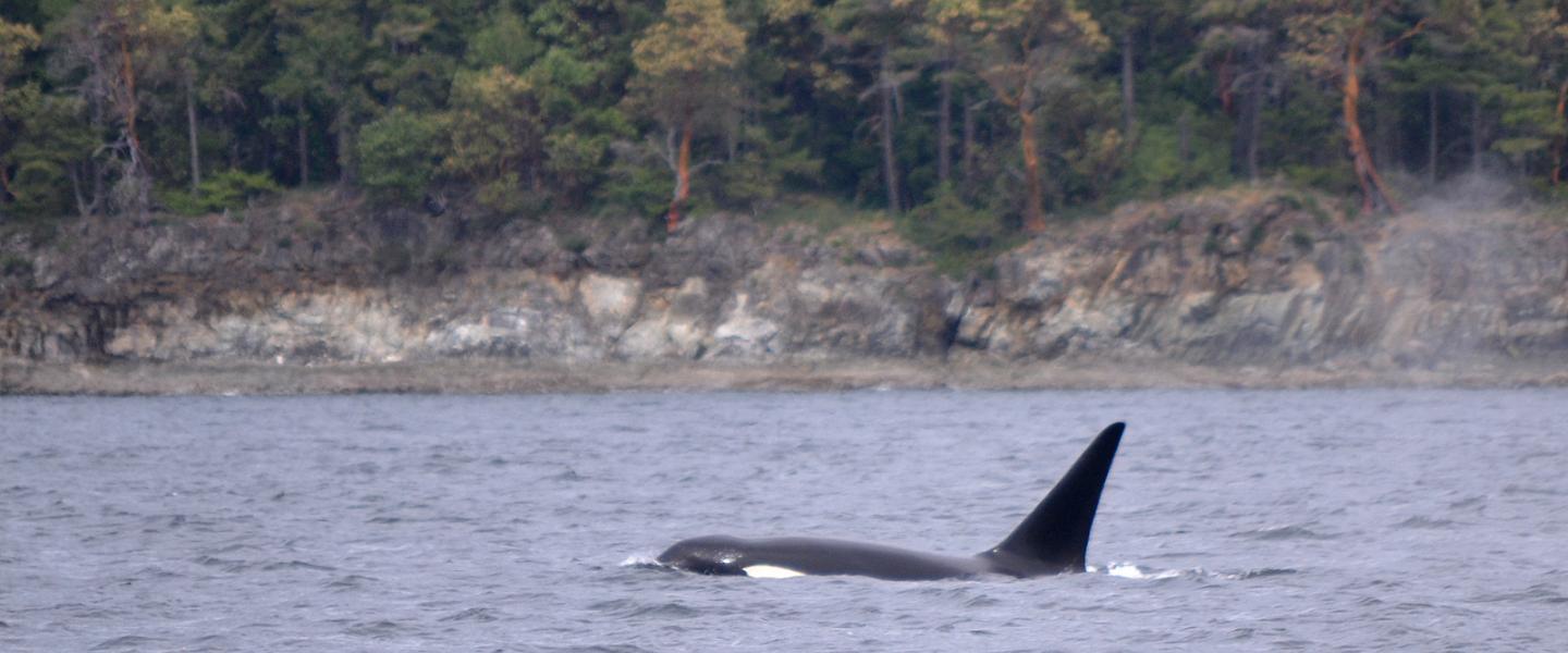 Orca T077B just north of San Juan Island Male killer whale at the surface
