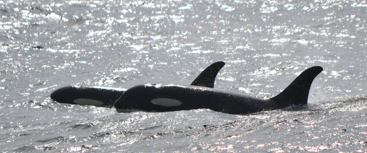 Transient Killer Whales Transient orcas swim near Victoria, BC