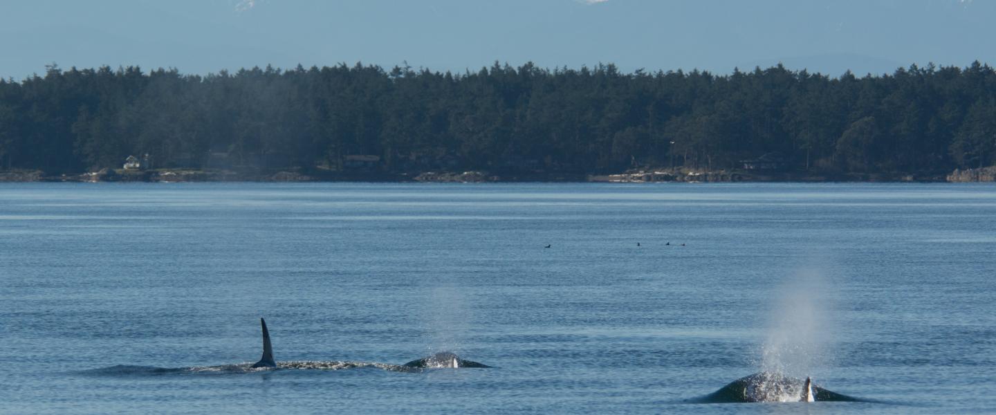 Killer whales traveling towards the Olympic Mountains Killer whales traveling towards the Olympic Mountains
