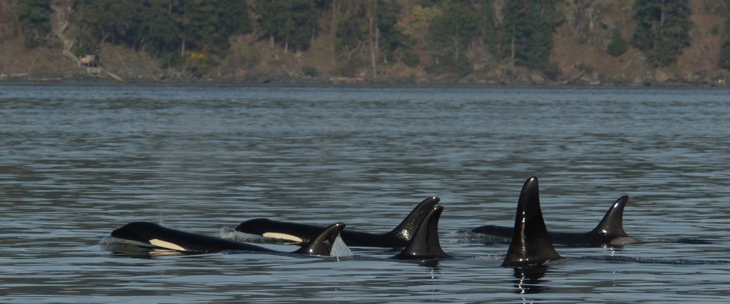 Bigg's Killer Whales in the Salish Sea T65A Bigg's Killer Whales Around San Juan Island