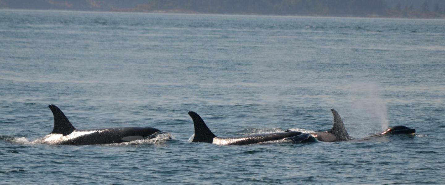 Transient Killer Whales orcas