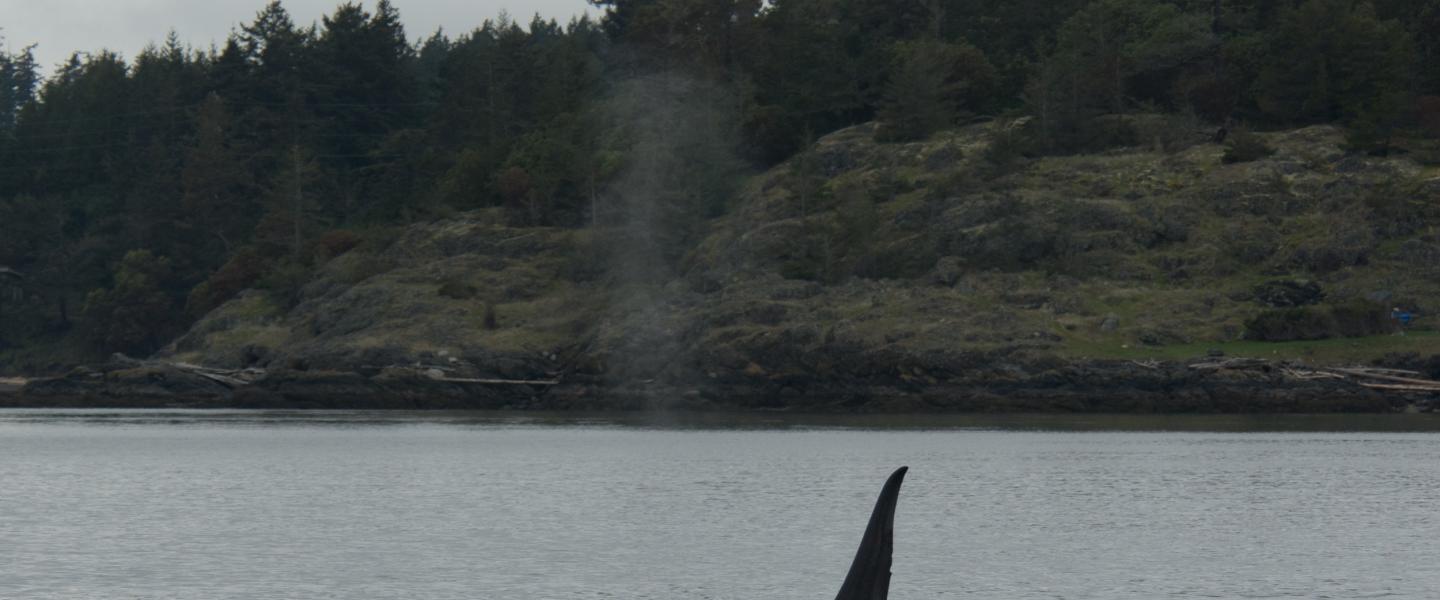 T049C T49C male killer whale