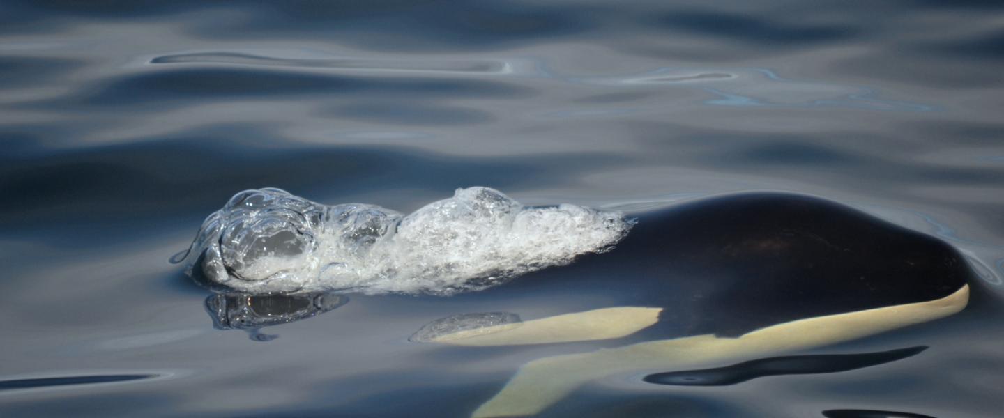 Transient Killer Whales Spotted Near Dungeness Spit Bigg's Killer Whales