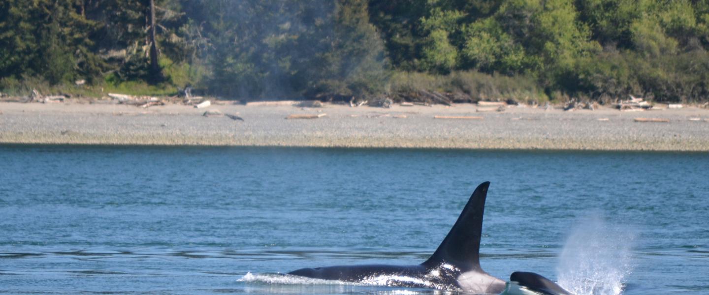 Transient Orca and Calf A transient killer whale and her calf surface in the San Juan Islands