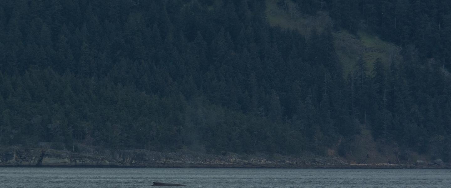 Humpback whale surfacing near Saturna Island Humpback whale surfacing