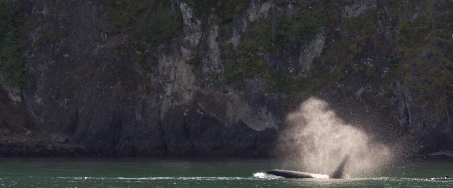 Orca surfacing by Spieden Island Orca surfacing by Spieden Island