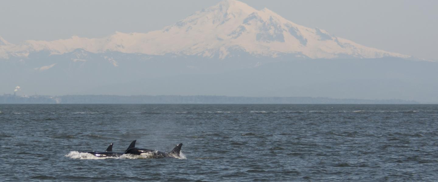 Orcas surfacing in front of Mt. Baker Killer whales surfacing in front of Mt. Baker