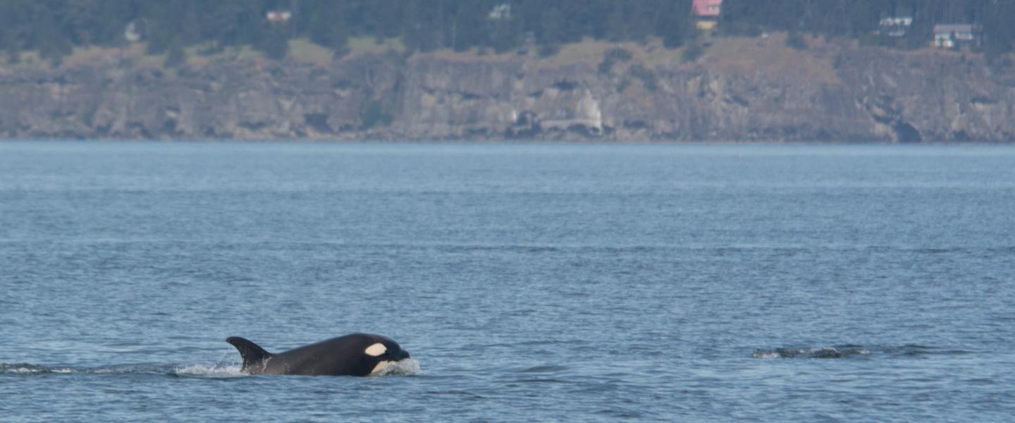 Orca surfacing Killer whales surfacing