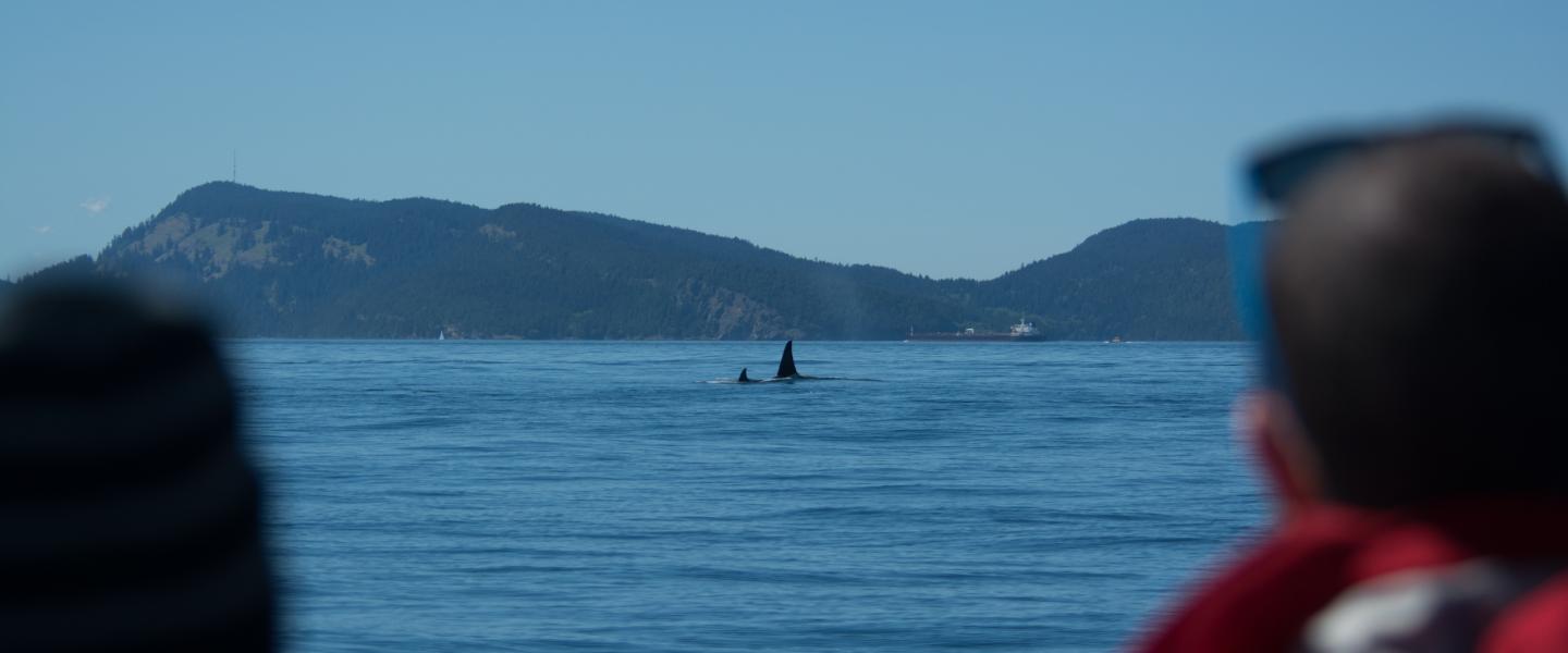 Watching orcas Watching killer whales
