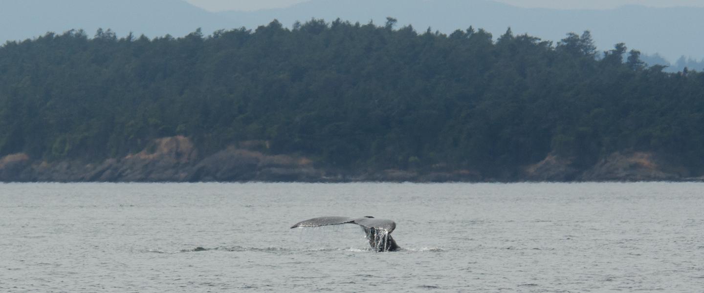 whale tail whale tail