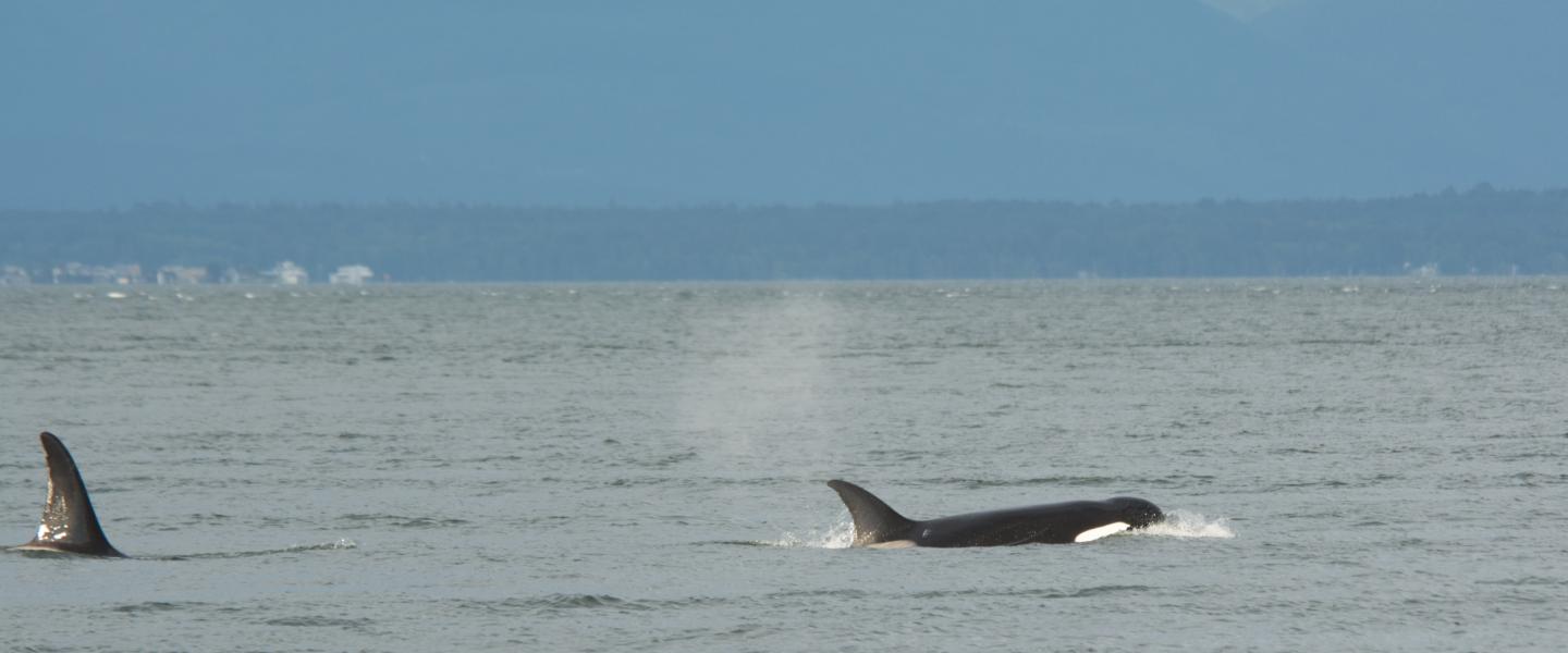 Transient Killer Whale A Killer whale swims near the San Juan Islands