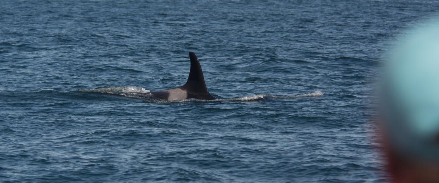Whale watching on M/V Kestrel Whale watching on M/V Kestrel