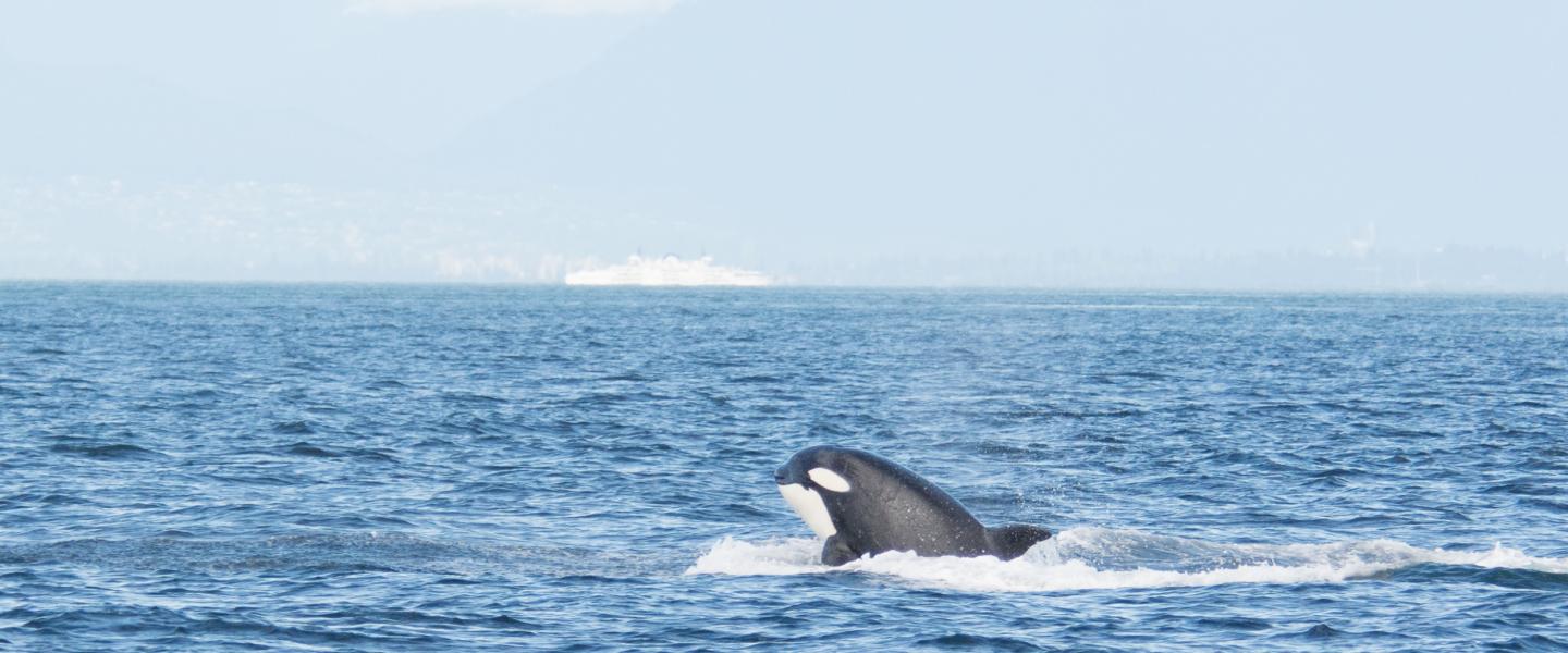 whale in canada whale