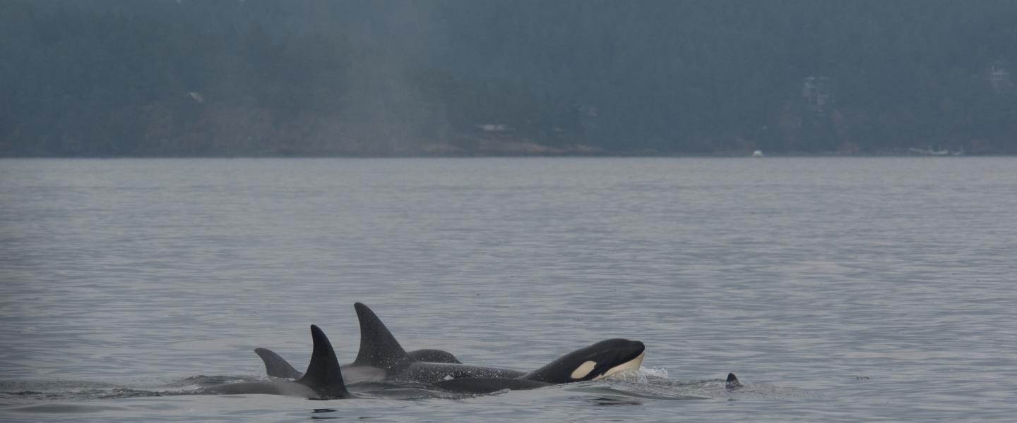 T124A family of killer whales T124As