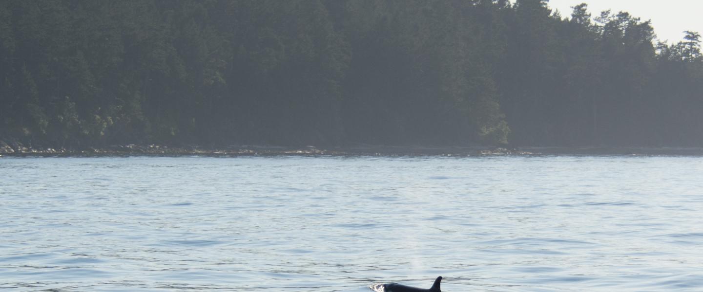 Orca in the sunlight Orca in the sunlight