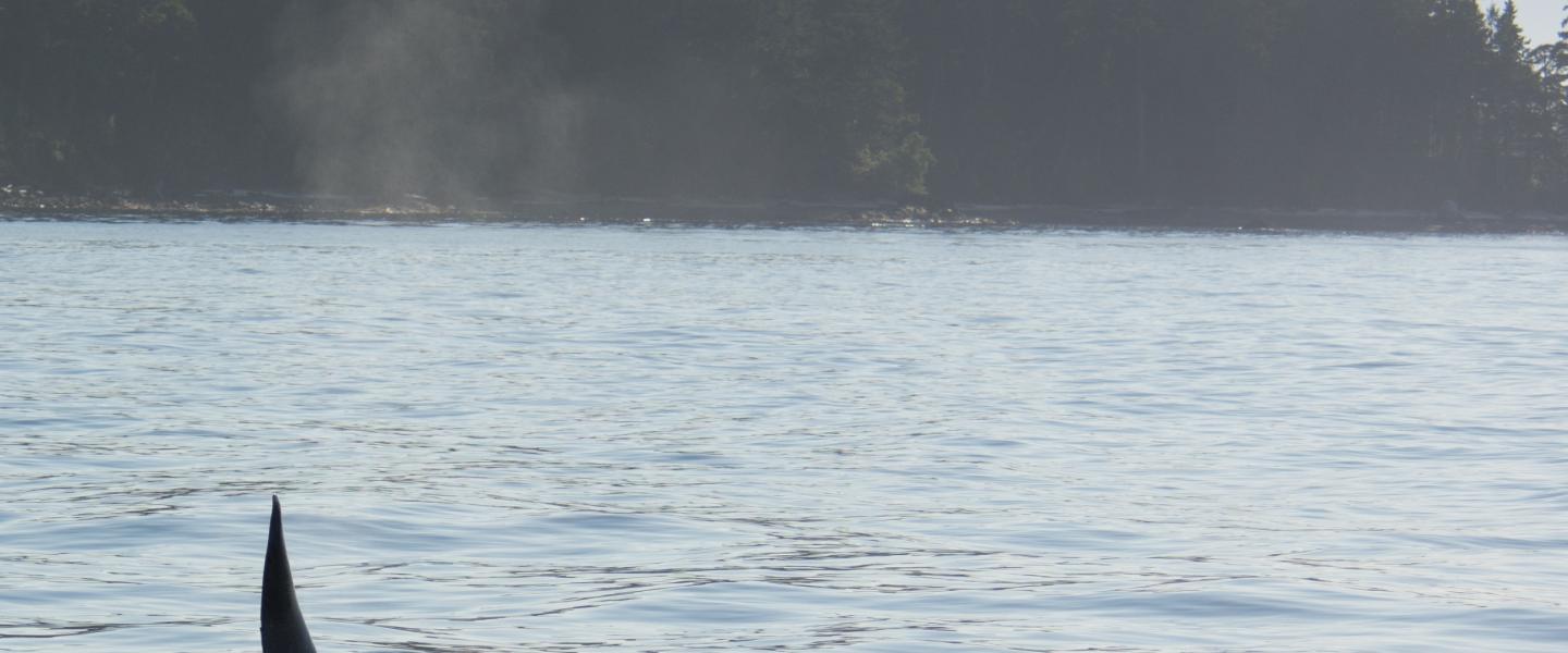 A Transient Orca Whale A transient orca swims near the San Juan Islands