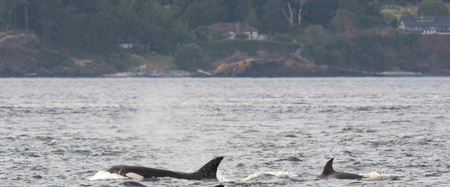 Orca swimming Orca swimming