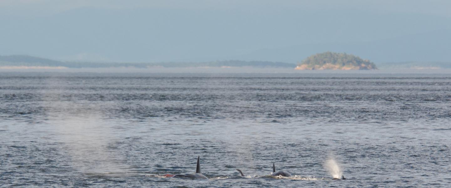 Phil's Final Hour: transient killer whales slaughter sea lion Bigg's killer whales feasts on sea lion