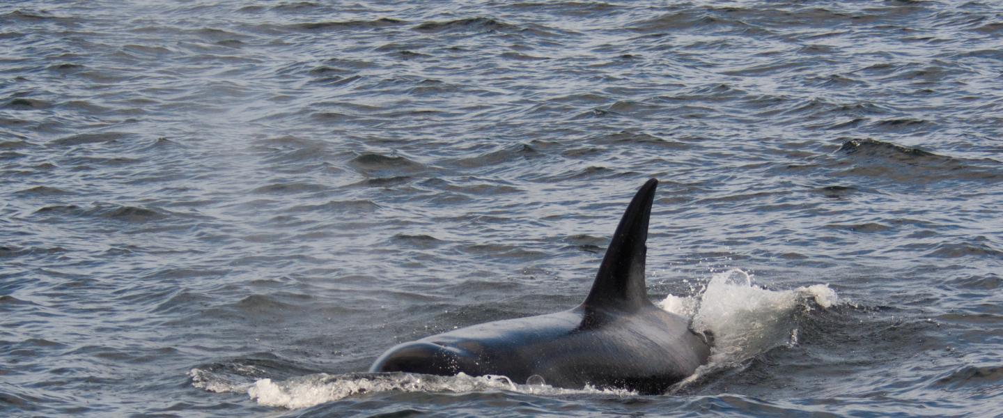 whalee whale!