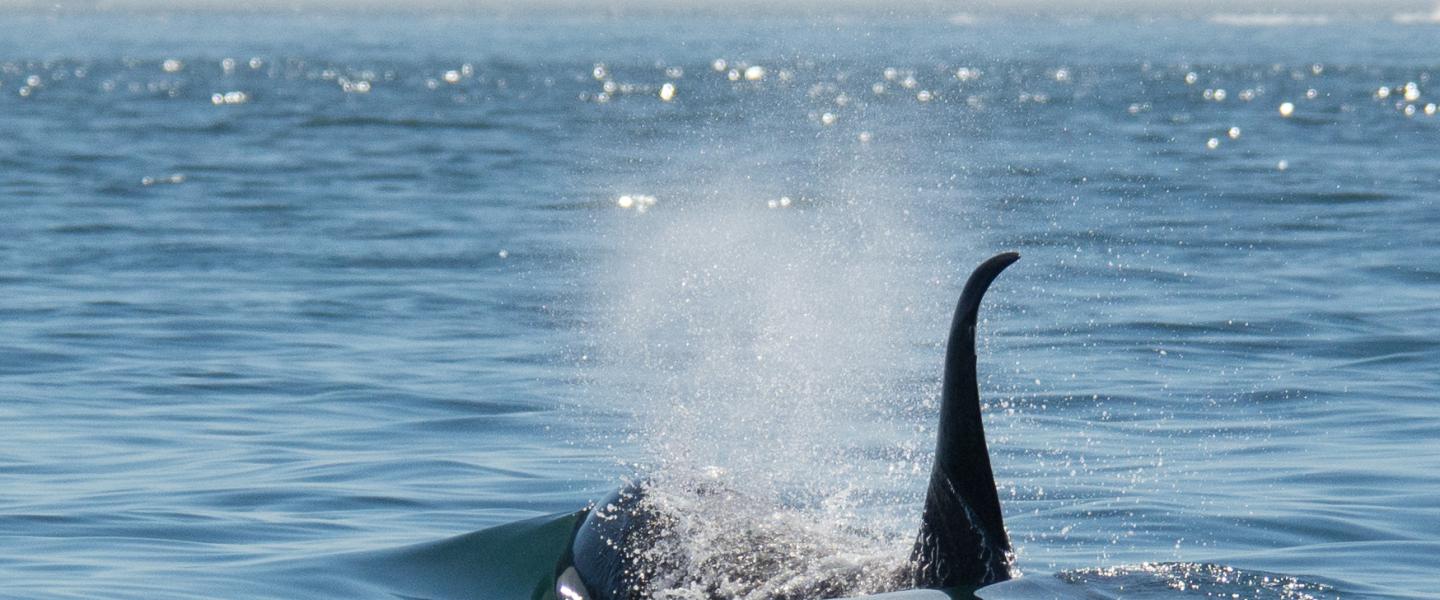 Bigg's killer whale Bigg's killer whale