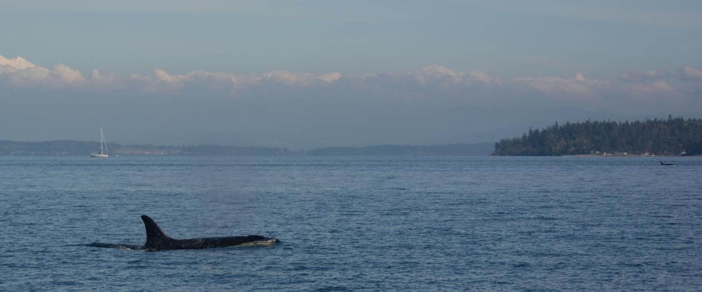 Southern Resident Killer Whales Southern Resident Killer Whales