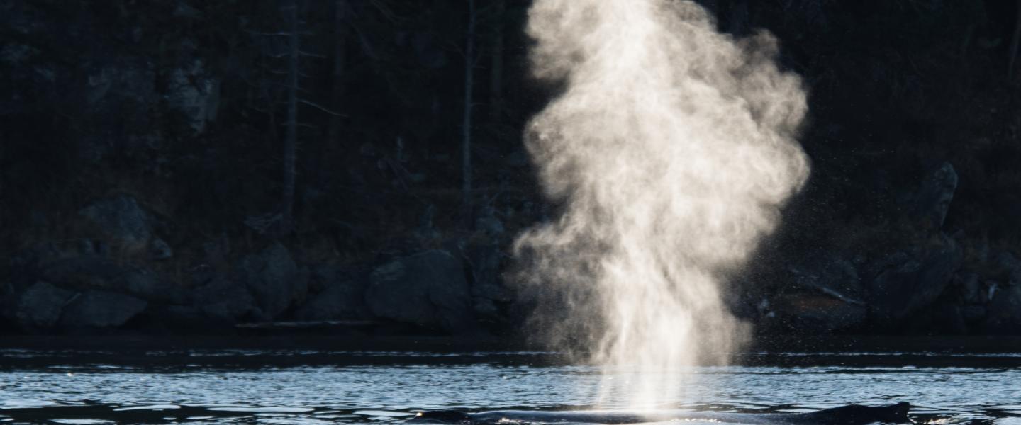 Humpback whale exhalation Humpback whale exhalation