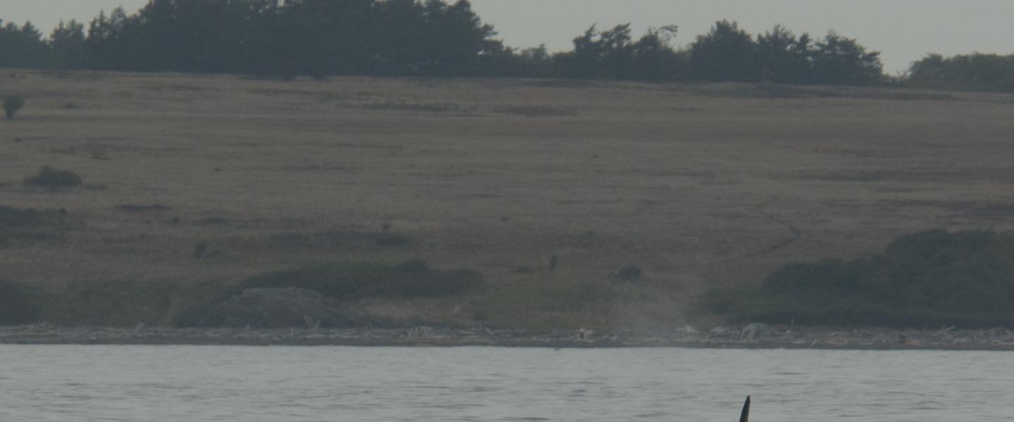 Southern Resident Killer Whale Southern Resident Killer Whale