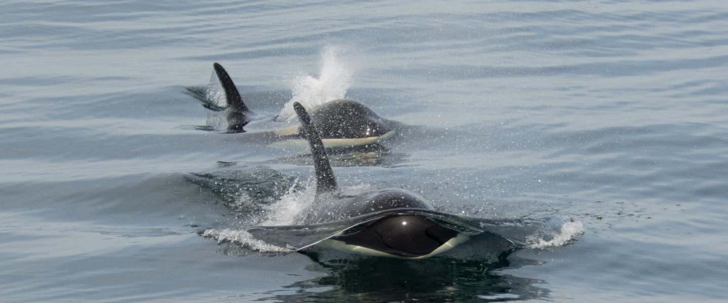 Close approach by orcas in the Salish Sea Pair of orcas approaching whale watch vessel near San Juan Island