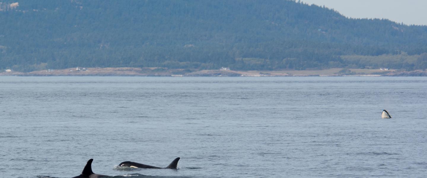 L12s Spread out in Haro Strait L12s Spread out in Haro Strait