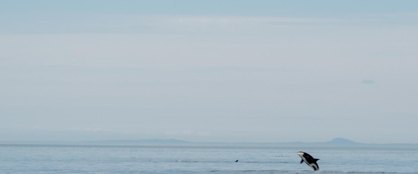 orca jumping