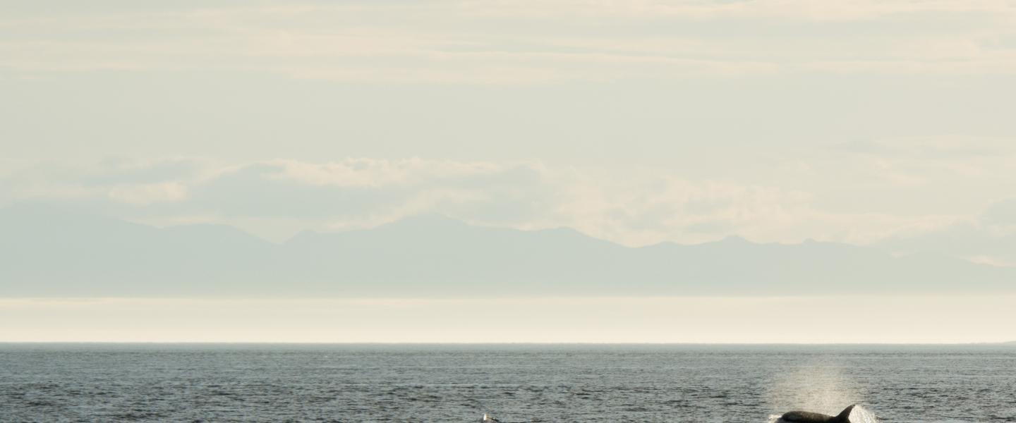 whale whale