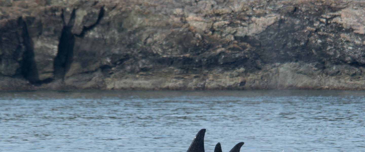 dorsal fin