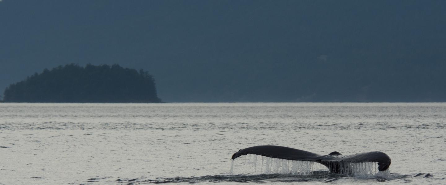 Humpback whale surfacing Humpback whale