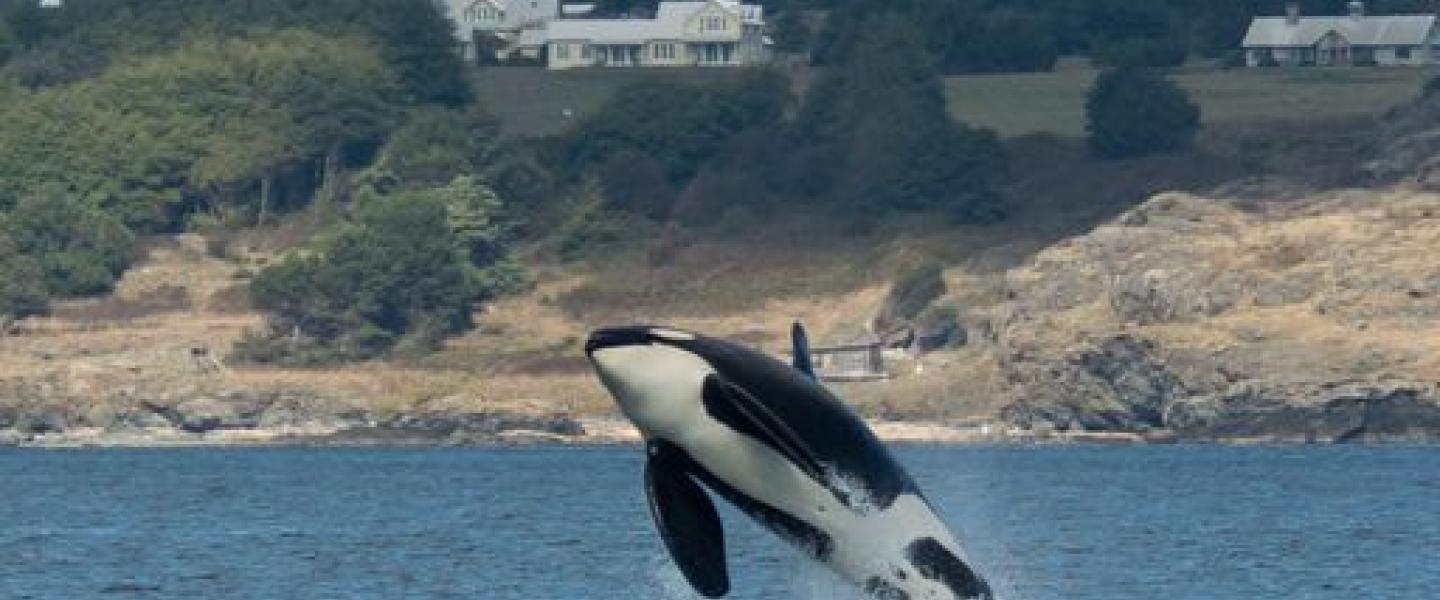 Killer Whales in the Salish Sea Transient Orca Breach