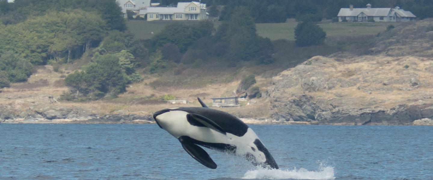 L87 Onyx breaches near San Juan Island L87 Onyx breaches near San Juan Island