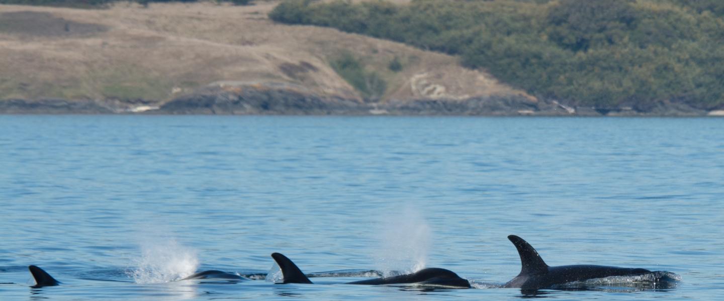 Southern Resident killer whales (2017) Southern Resident killer whales (2017)