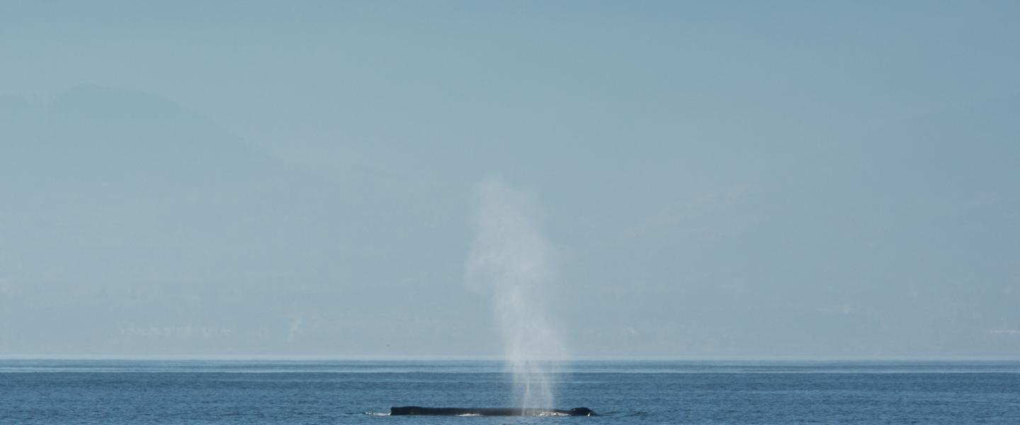 Humpback whale surfacing in front of the Olympic Peninsula Humpback whale surfacing in front of the Olympic Peninsula