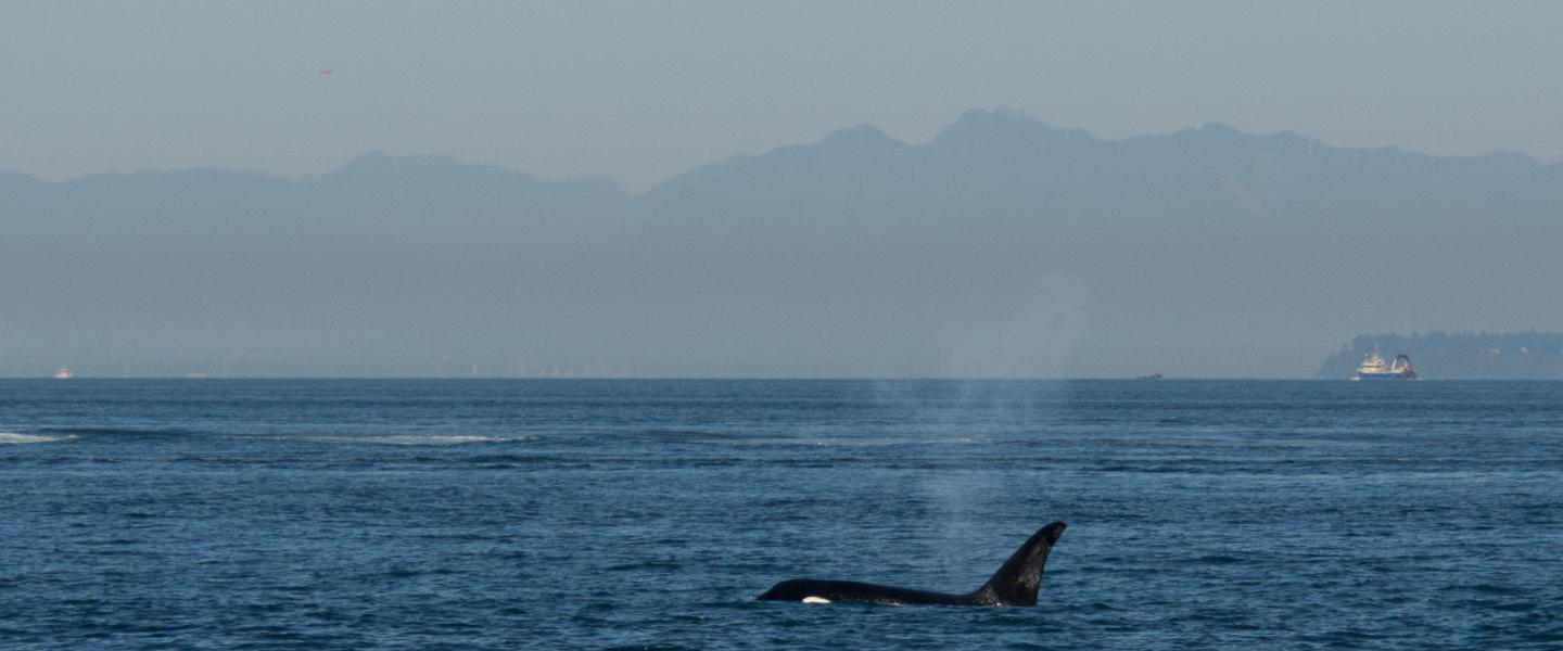 Transient Killer Whale Transient killer whale