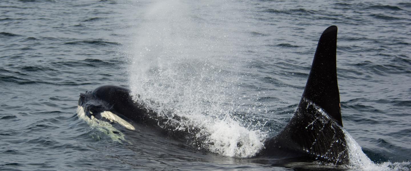 male whale male whale
