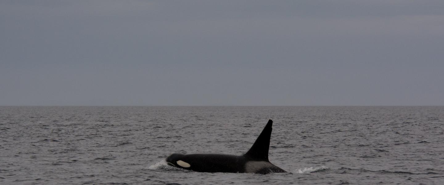 Transient Killer Whale T087 Transient Killer Whale T087