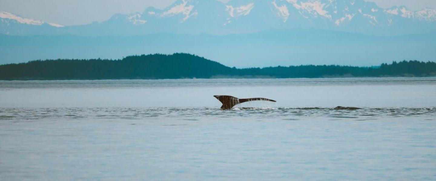Humpback Whale Humpback Whale