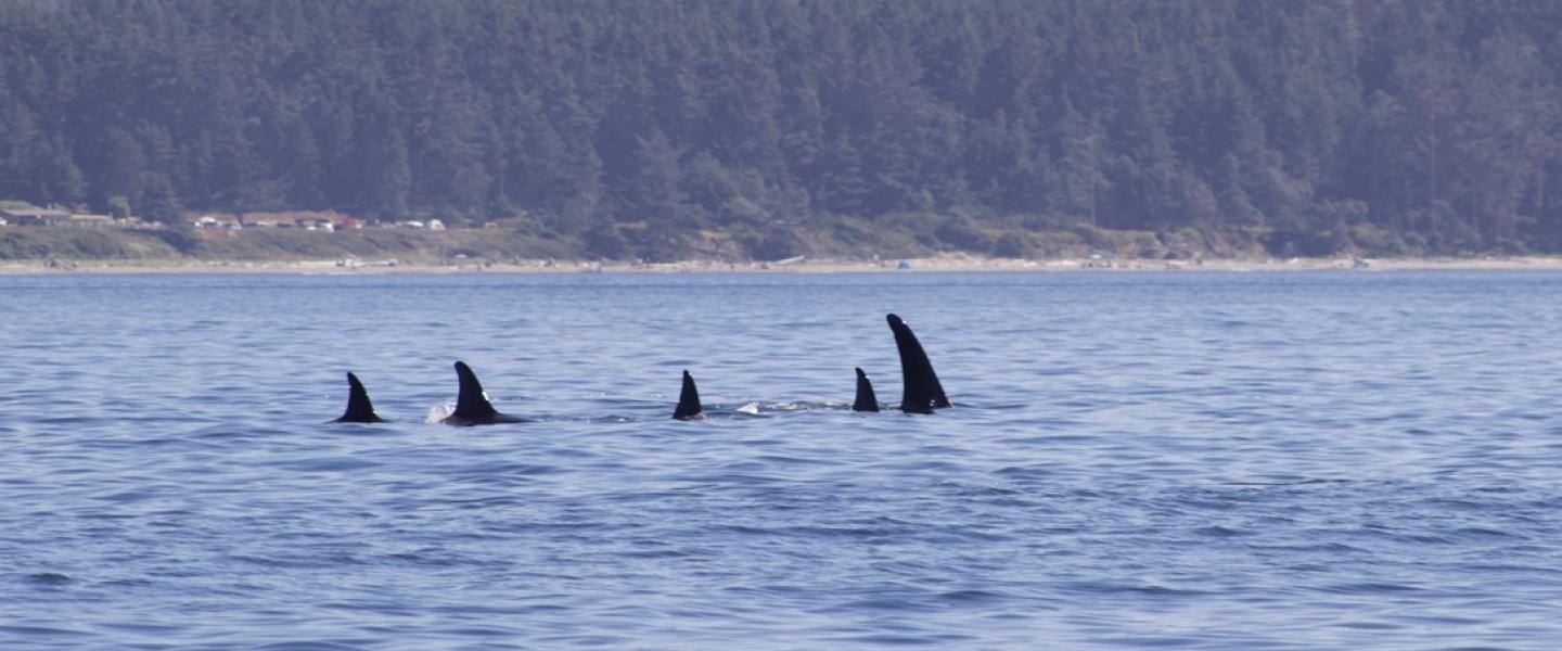 T65As, T137 and T137D travel near Whidbey Island Bigg's Orcas