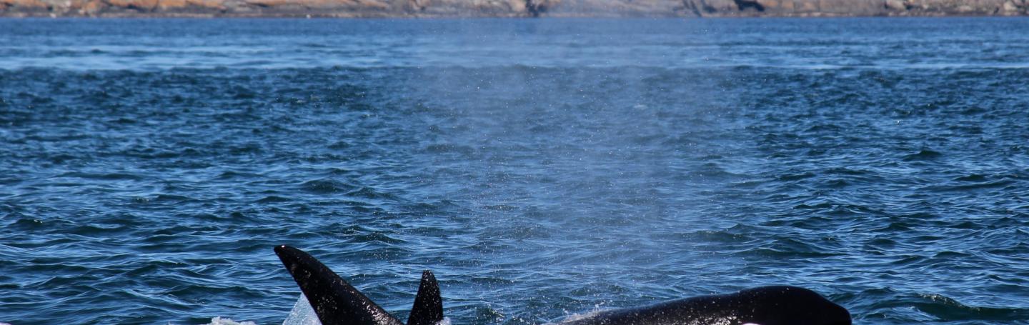 Killer Whales Surround San Juan Island!