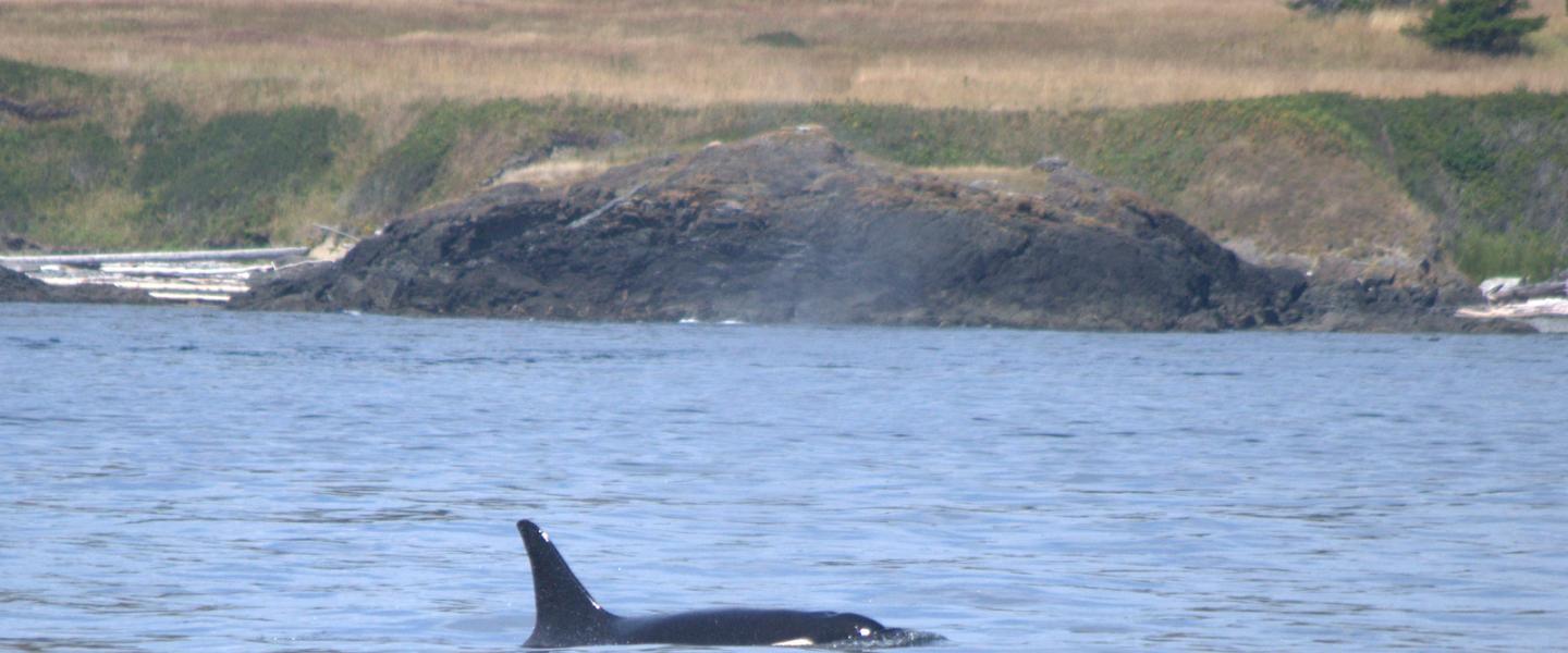 A female orca takes a breath near San Juan Island L94 Calypso surfacing at San Juan Island